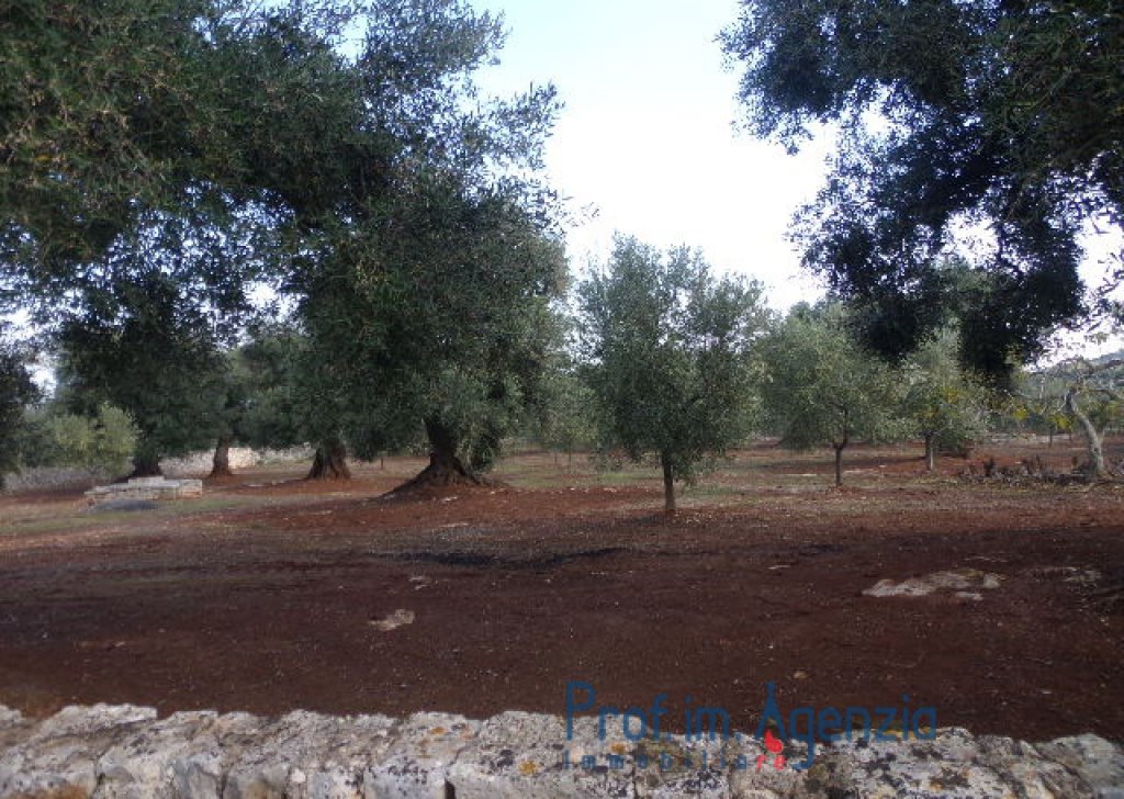 Sale Farm houses Ostuni - Wonderful ancient stone cottage located between thousand-year old  Locality Agro di Ostuni