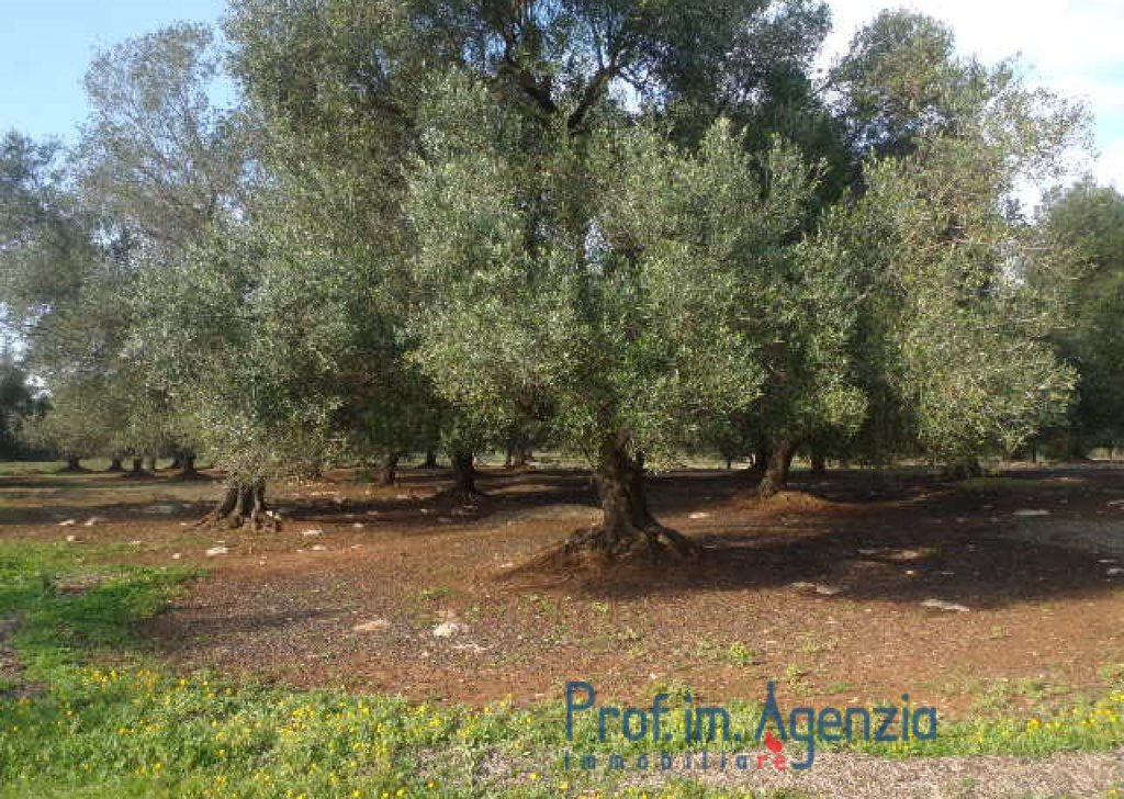 Sale Cottages - Lamia-houses Carovigno - Interesting lamia located on a wide land cultivated with old-centuries olive groves Locality Agro di Carovigno