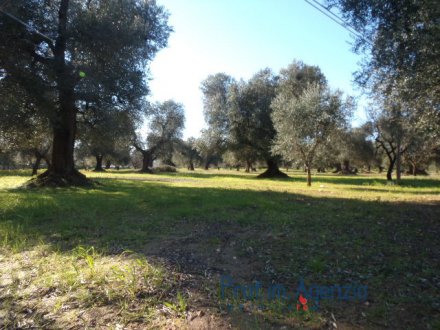 Plot of land planted with centuries-old olive grove