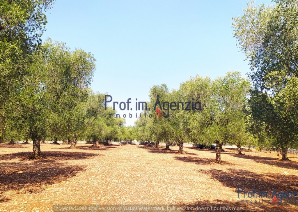 Sale Land plots with centuries-old olive groves Ostuni - Land in Ostuni Locality Agro di Ostuni