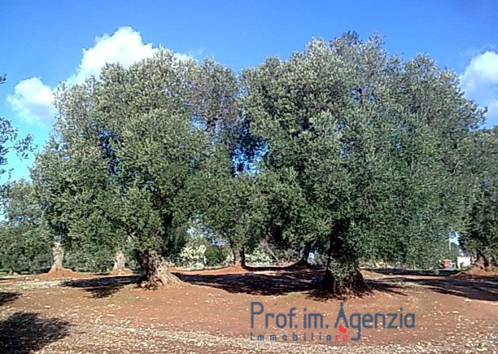 Sale Land plots with centuries-old olive groves Carovigno - Interesting land with some beautiful an hundred years old olive trees Locality Agro di Carovigno