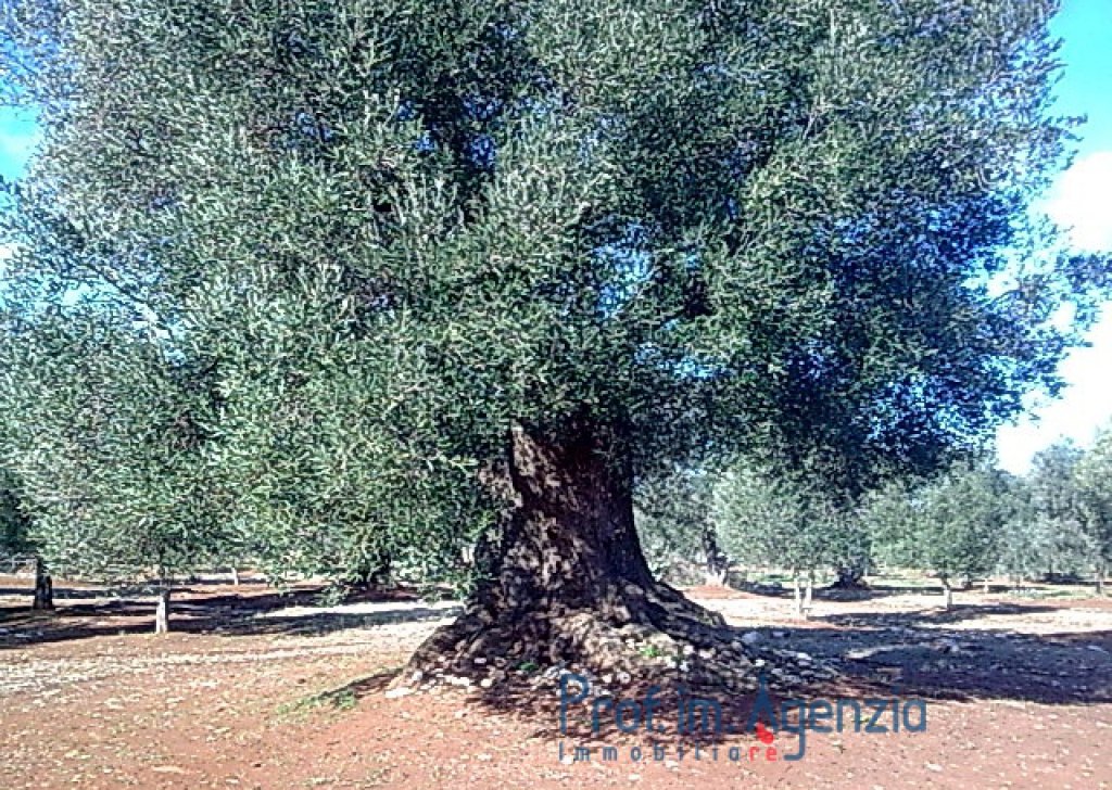 Sale Land plots with centuries-old olive groves Carovigno - Land with some beautiful an hundred years old olive grove  Locality Agro di Carovigno