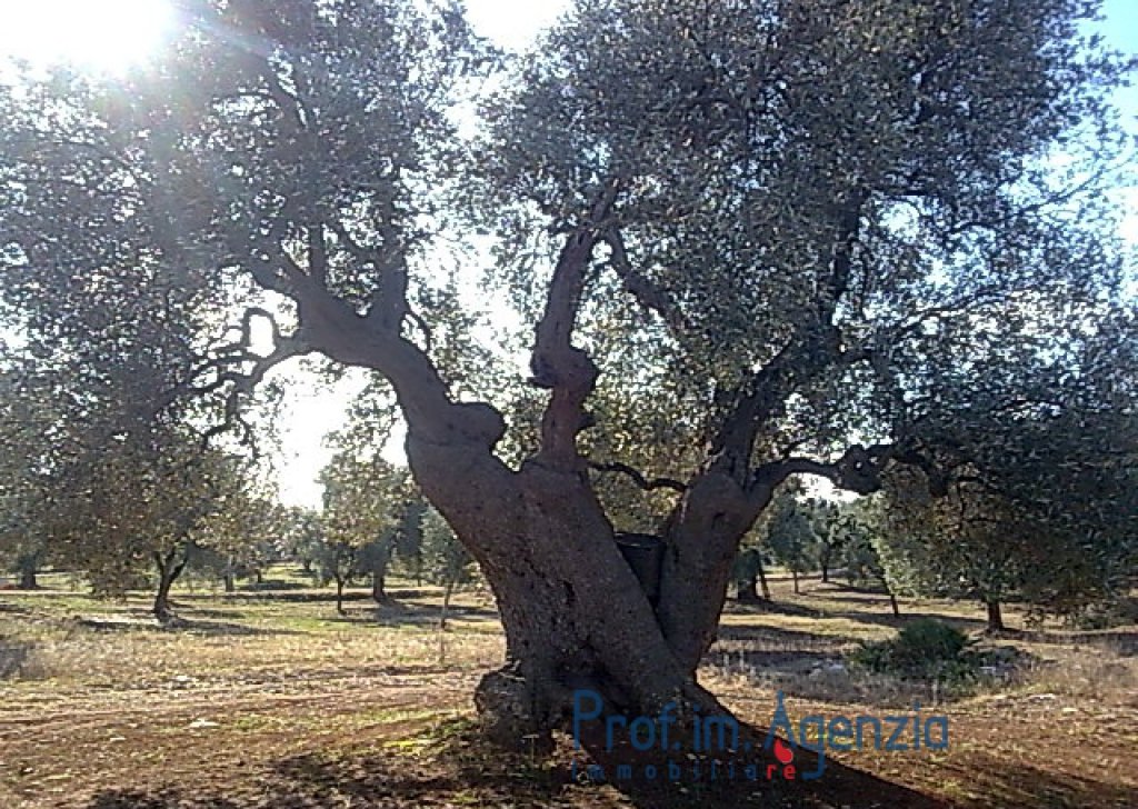 Sale Land plots with centuries-old olive groves Carovigno - Land with some beautiful an hundred years old olive grove  Locality Agro di Carovigno