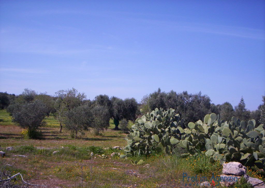 Sale Land plots with centuries-old olive groves Carovigno - Interesting flat land with beautiful olive and almond trees Locality Agro di Carovigno