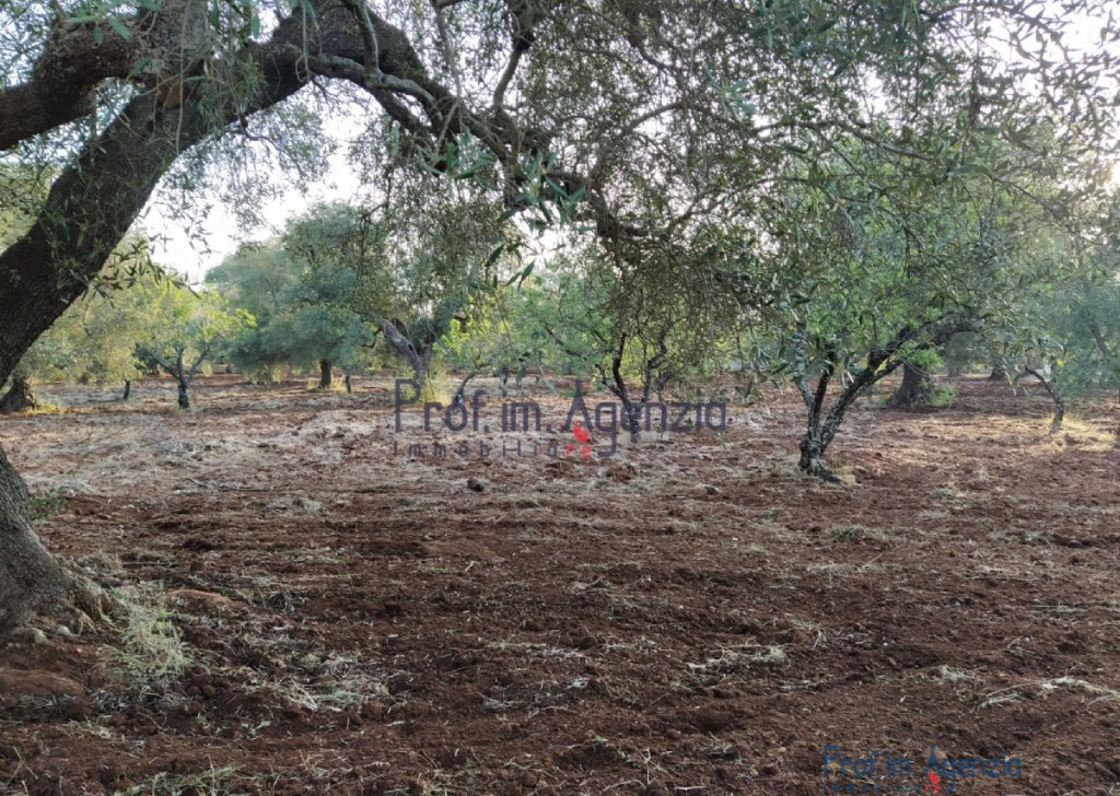 Sale Land plots with centuries-old olive groves Ostuni - Land with olive grove Locality Agro di Ostuni