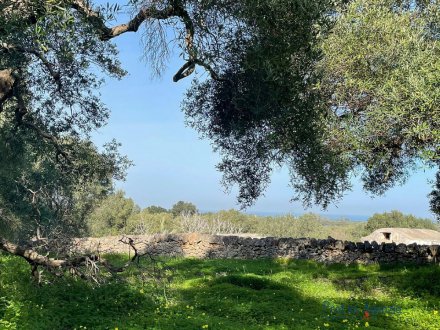 Sea view land with beautiful centuries-old olive trees
