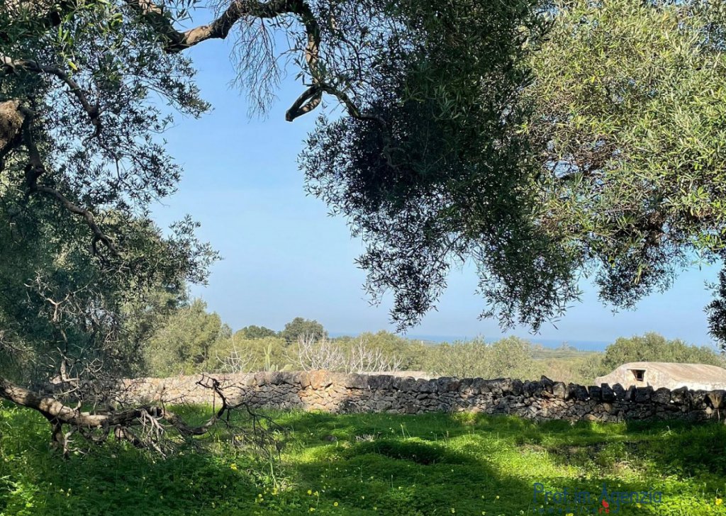 Vente Terrains vur sur mer Carovigno - Terrain vue mer avec de beaux oliviers centenaires Localité Agro di Carovigno