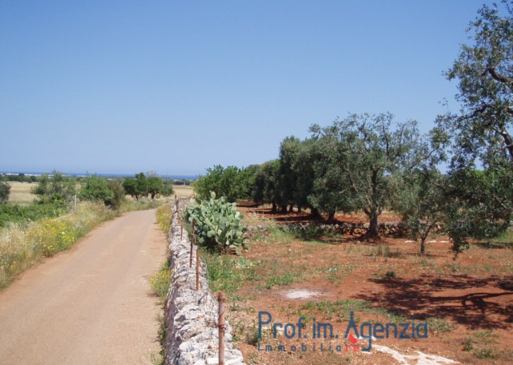 Vendita Terreni vista mare Carovigno - Bel terreno con piante di ulivo secolare, vista mare Località Agro di Carovigno