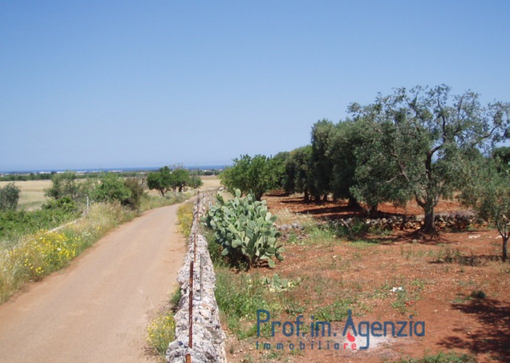 Vendita Terreni vista mare Carovigno - Bel terreno con piante di ulivo secolare, vista mare Località Agro di Carovigno