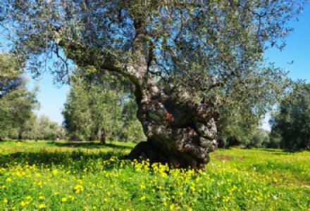 Secular olive grove